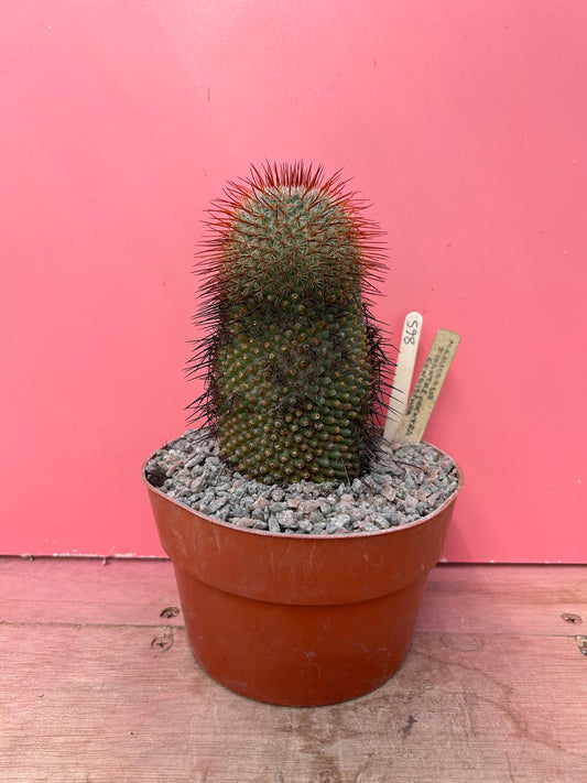 Mammillaria species (865)