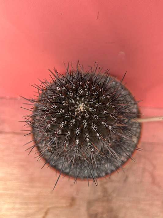 Neoporteria taltalensis (867)