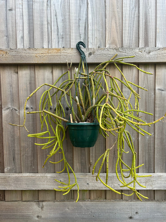 Rhipsalis dissimilis (868) COLLECTION ONLY