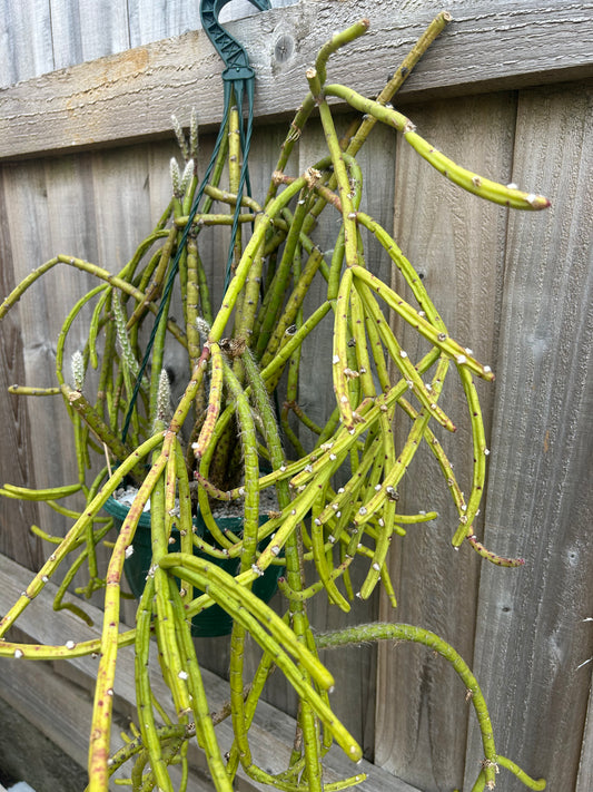 Rhipsalis dissimilis (868) COLLECTION ONLY