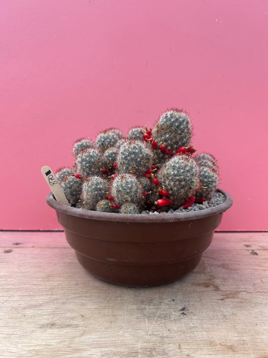 Mammilaria clump (870)