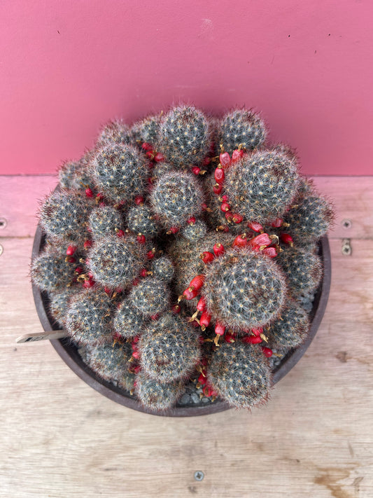 Mammilaria clump (870)