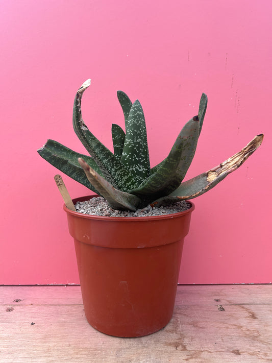 Gasteria species (872)