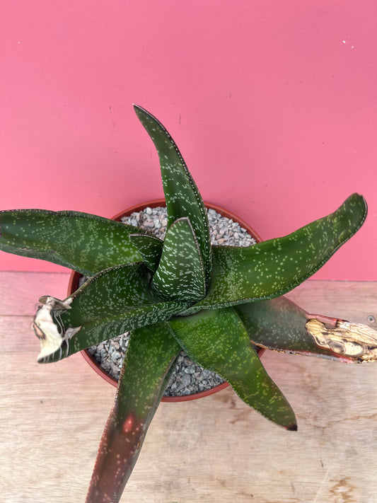 Gasteria species (872)