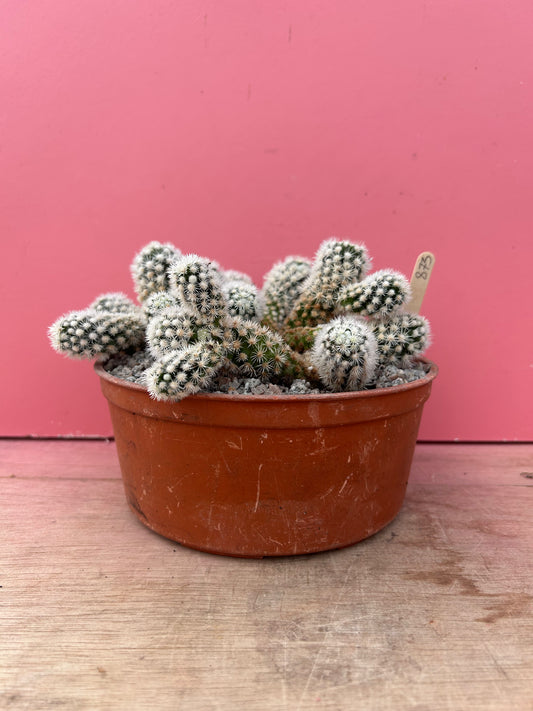 Mammillaria gracilis 'Snowcap' (873)