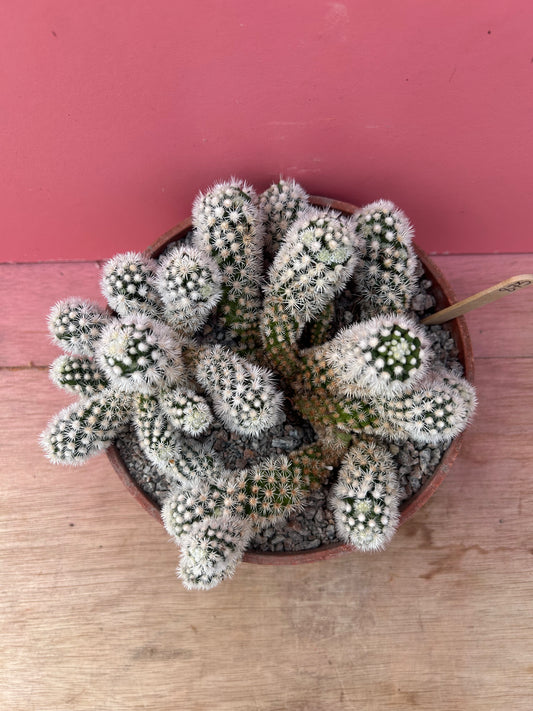 Mammillaria gracilis 'Snowcap' (873)