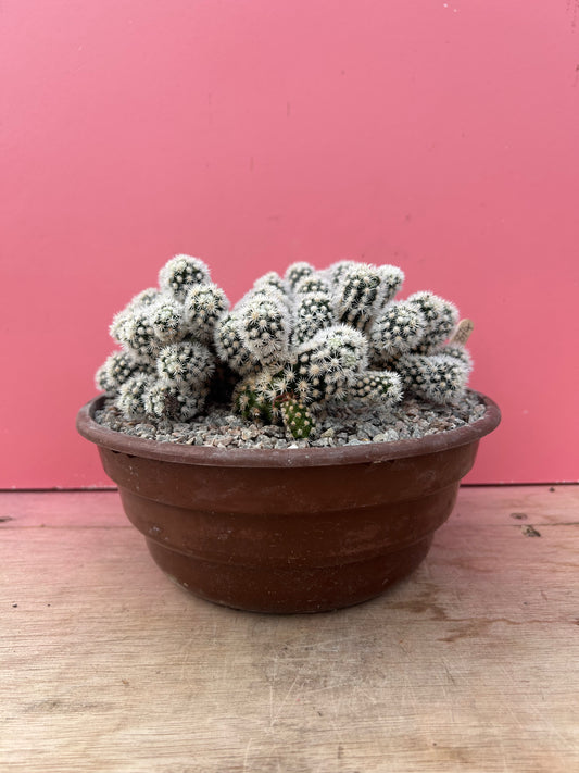 Mammillaria gracilis 'Snowcap' (874)