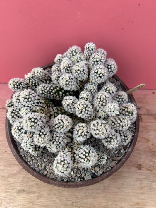 Mammillaria gracilis 'Snowcap' (874)