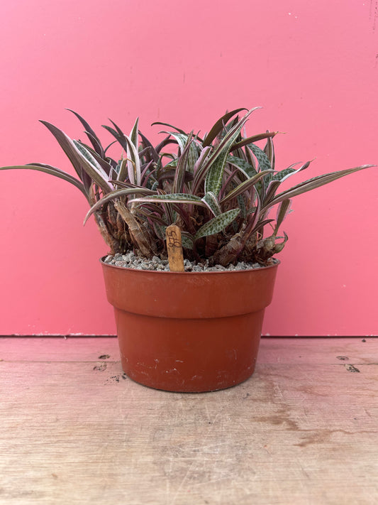 Ledebouria 'Silver Squill' variegata (875)