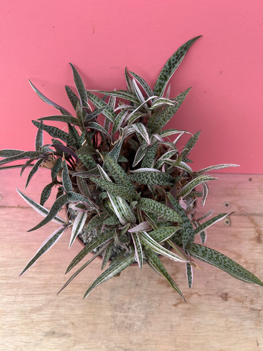 Ledebouria 'Silver Squill' variegata (875)