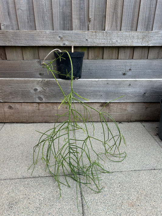 Rhipsalis cereuscula (877)