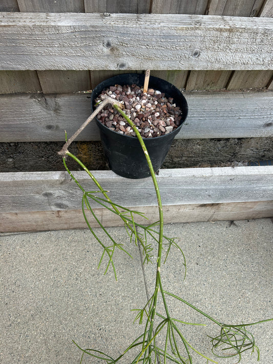 Rhipsalis cereuscula (877)