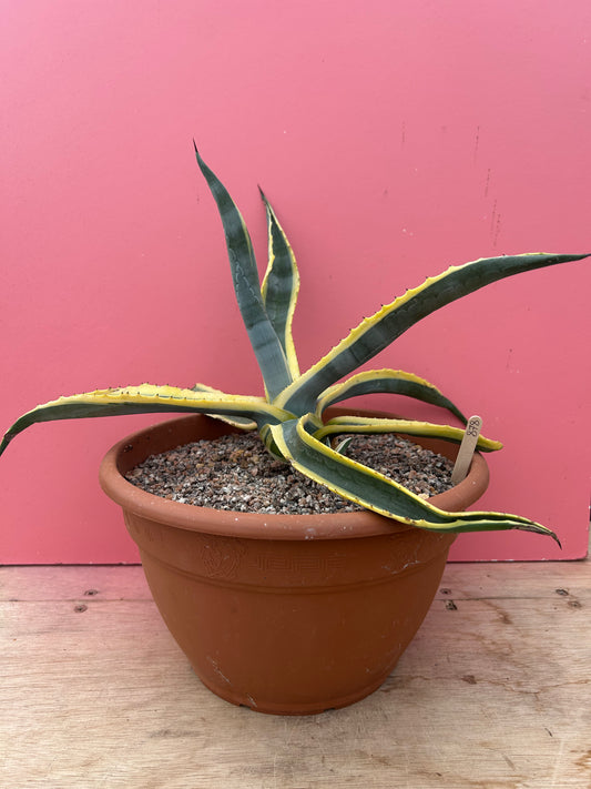 Agave americana variegata (878)