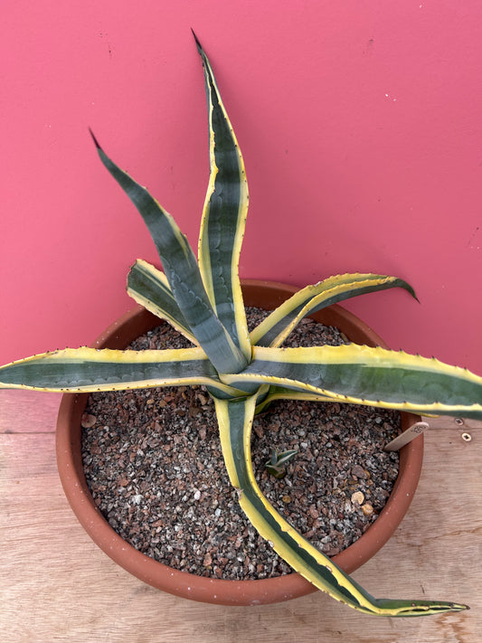 Agave americana variegata (878)