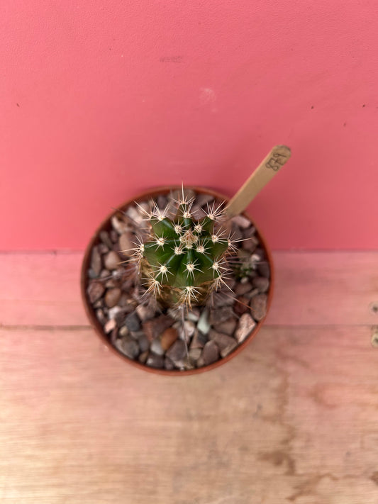Echinocereus in need of TLC (879)