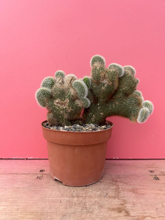 Cleistocactus cristate (880)