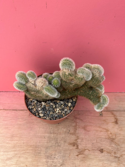 Cleistocactus cristate (880)