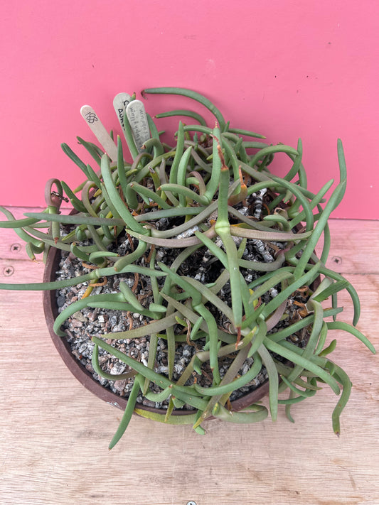 Cephalophyllum aureorubrum (881)
