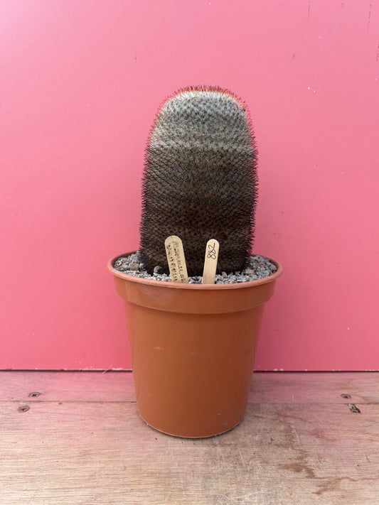 Mammillaria species (882)