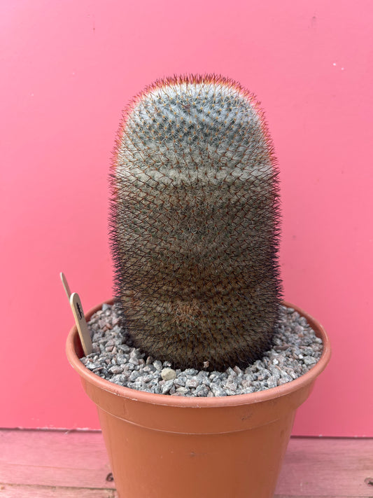 Mammillaria species (882)