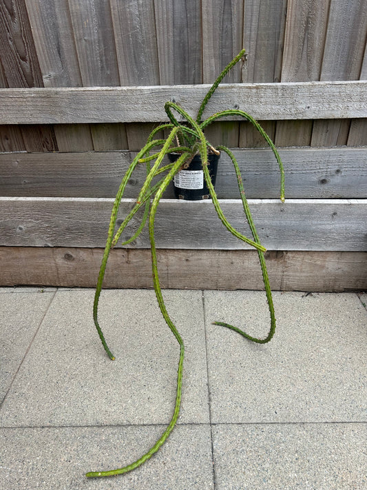 Aporocactus 'Rats Tail Cactus' (883)
