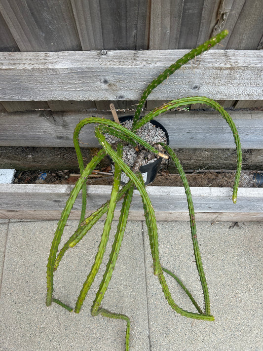 Aporocactus 'Rats Tail Cactus' (883)