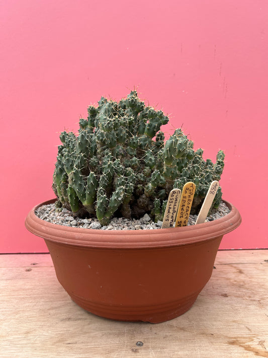 Tephrocactus rossianus (884)