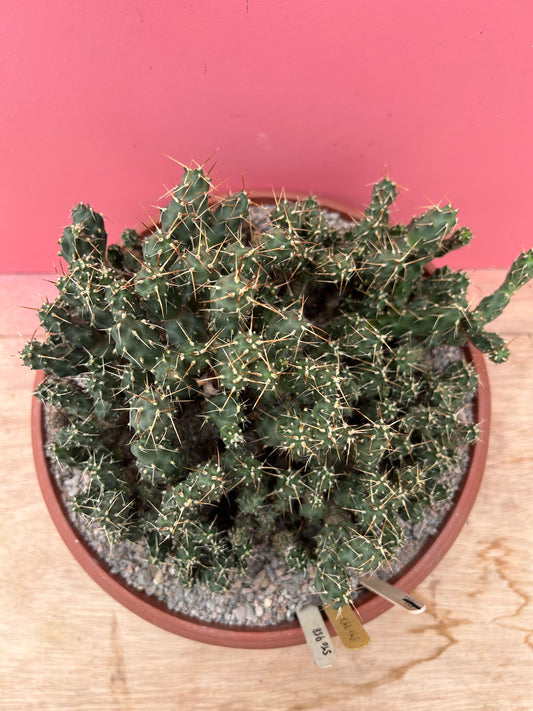 Tephrocactus rossianus (884)