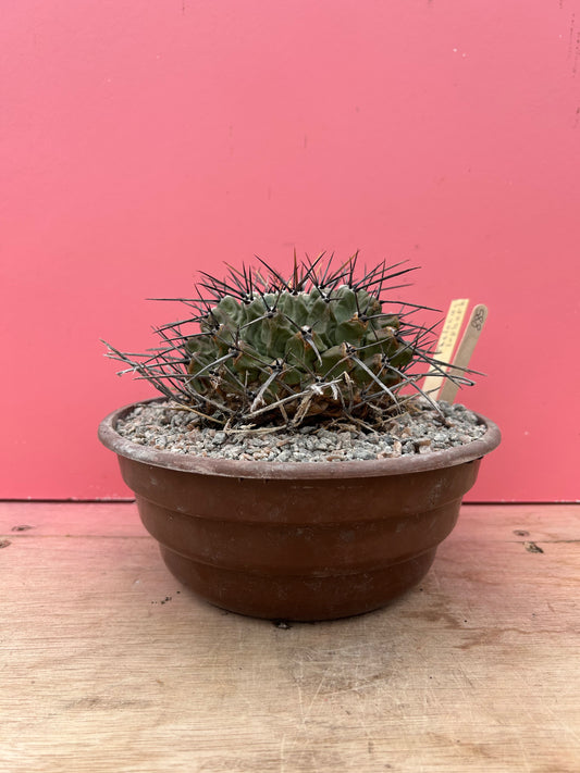 Thelocactus lophothele (885)