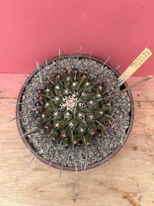 Thelocactus lophothele (885)