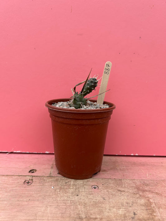 Tephrocactus articulatus pup (887)