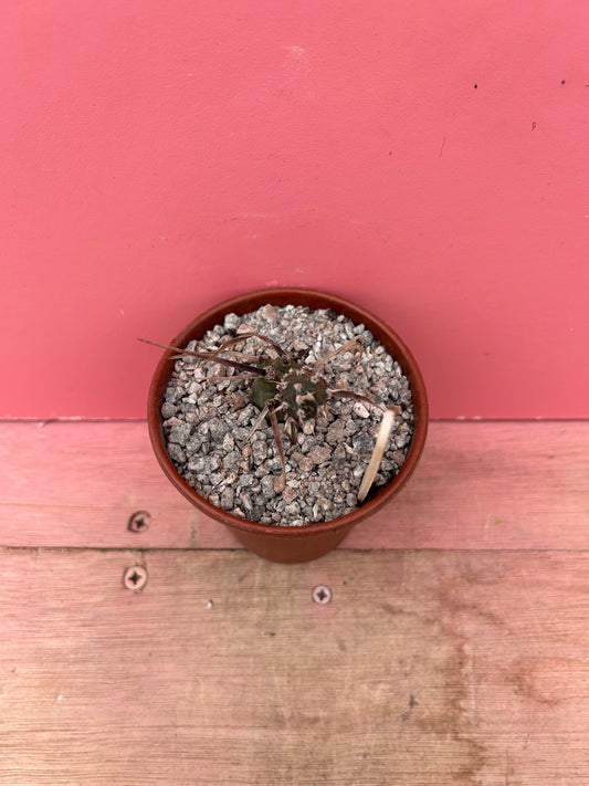 Tephrocactus articulatus pup (887)