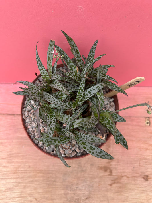 Ledebouria sociallis 'Silver Squill' (888)