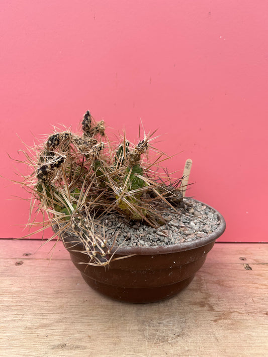 Tephrocactus species (899)