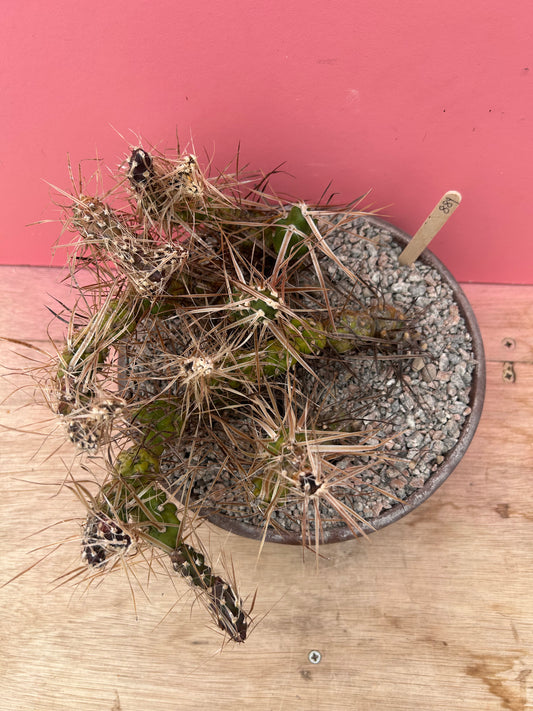 Tephrocactus species (899)