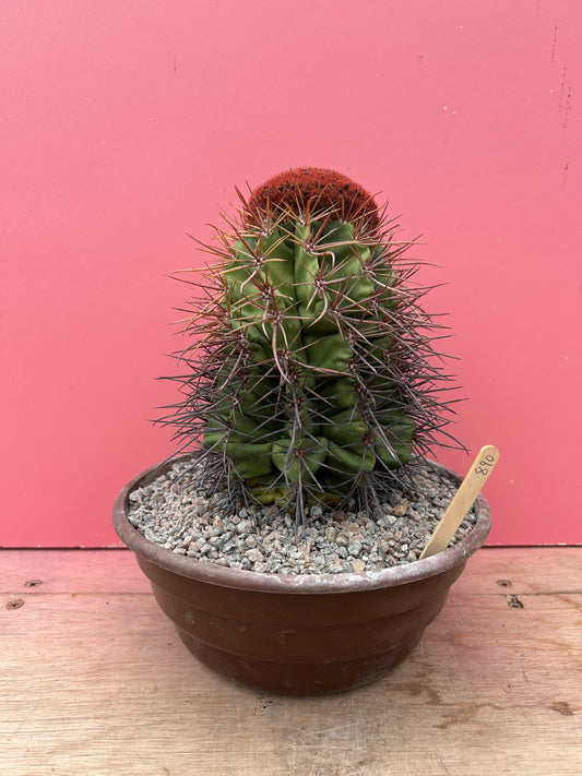 Melocactus lanssensianus 'Turks Cap Cactus' (890)