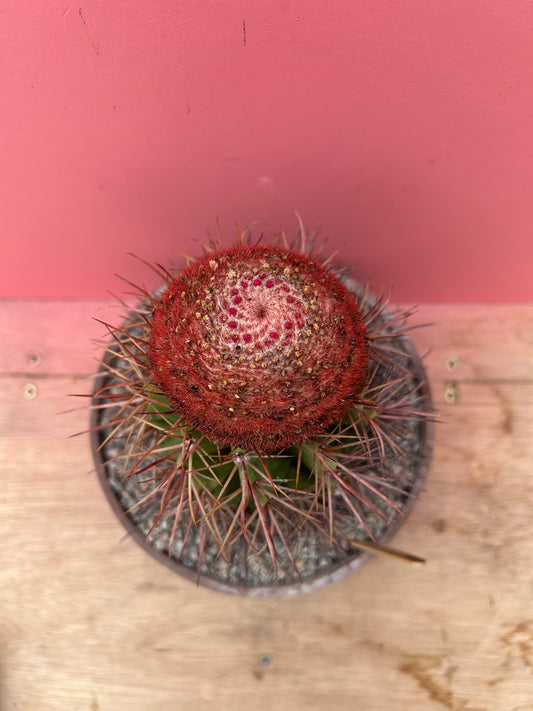 Melocactus lanssensianus 'Turks Cap Cactus' (890)