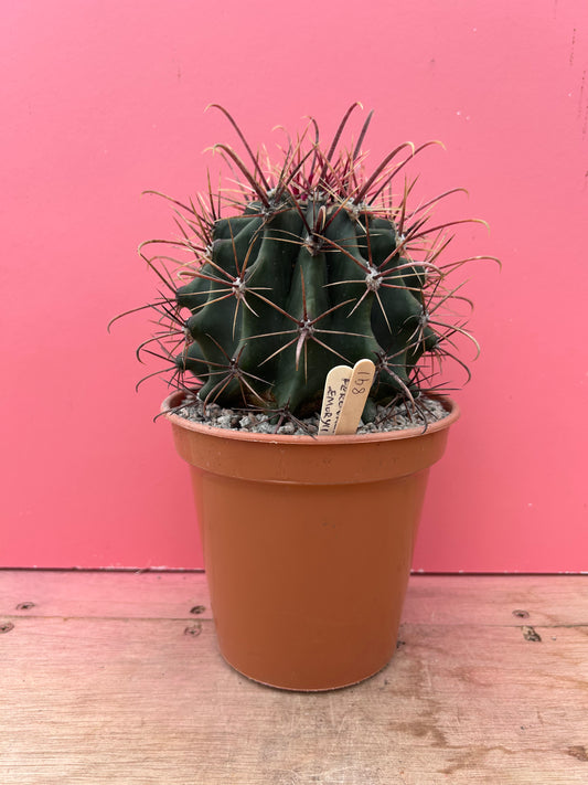 Ferocactus emoryii (891)