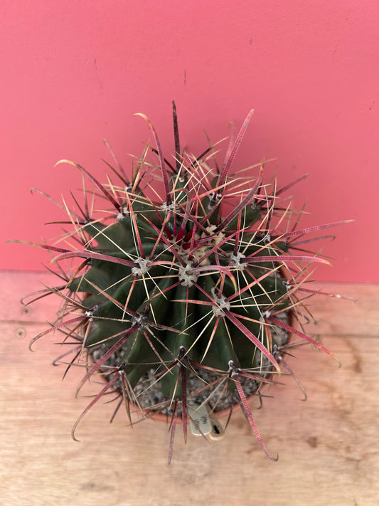 Ferocactus emoryii (891)