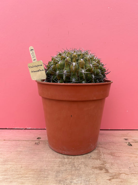 Gymnocalycium carminantitum (893)