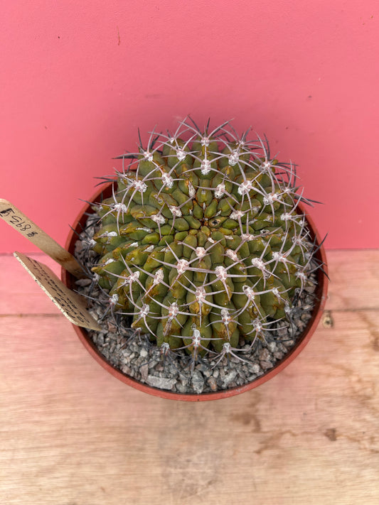 Gymnocalycium carminantitum (893)