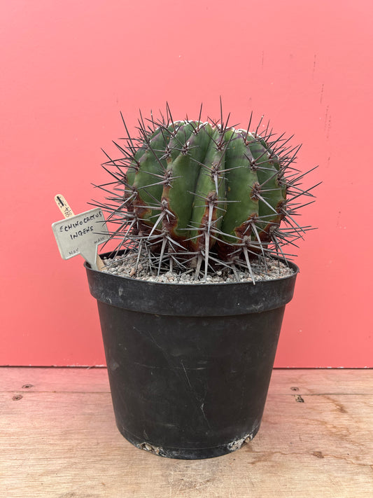 Echinocactus ingens (894)