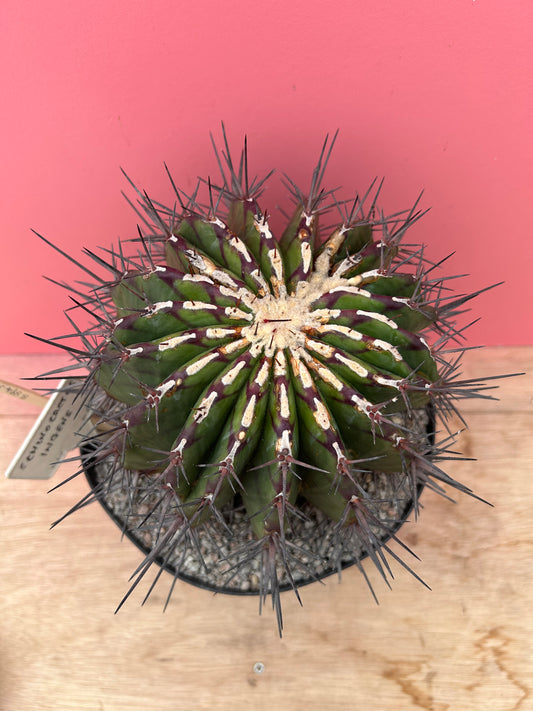 Echinocactus ingens (894)