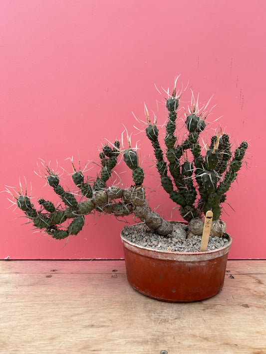 Tephrocactus articulatus 'paper spine cactus' (895)