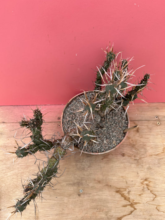 Tephrocactus articulatus 'paper spine cactus' (895)