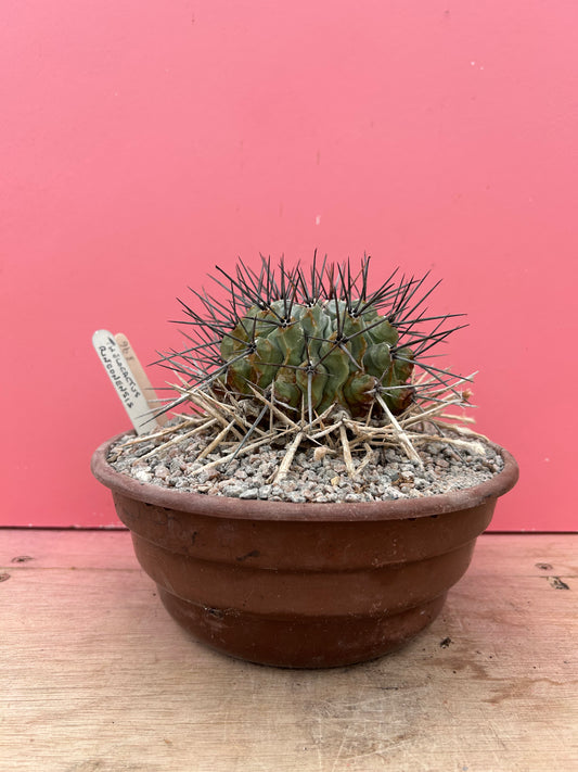 Thelocactus rinconensis (896)