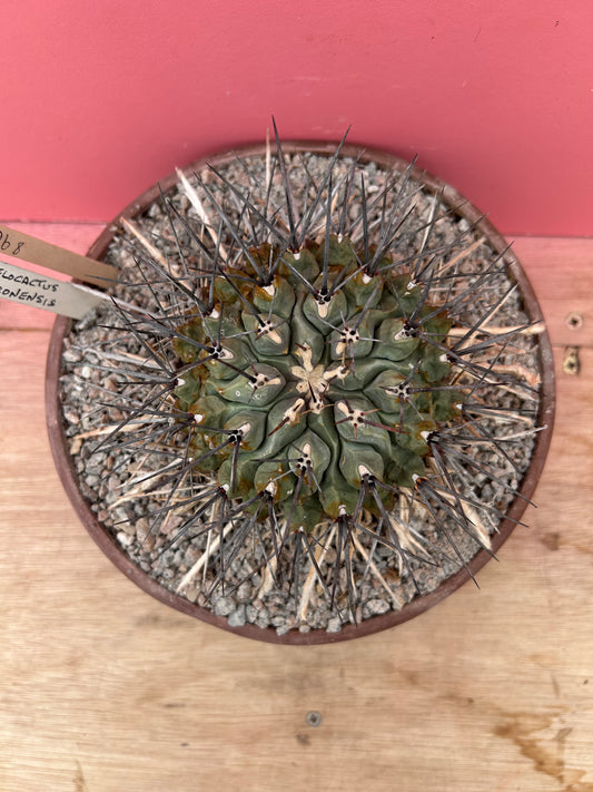 Thelocactus rinconensis (896)