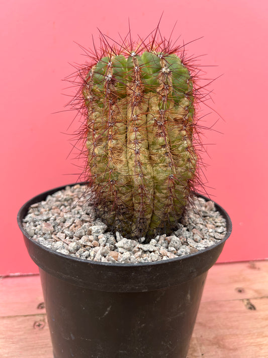 Notocactus ottonis (897)