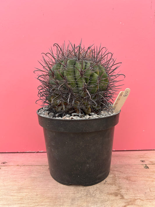 Ferocactus wislizenii (900)