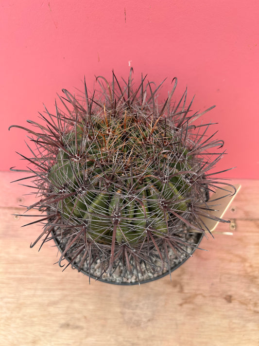 Ferocactus wislizenii (900)
